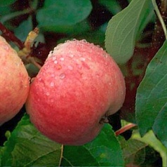 Яблоня домашняя 'Грушовка'